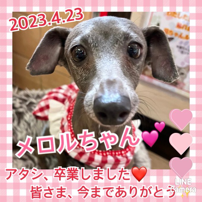 ★メロル★2023,4,3ー2023,4,23【保護犬カフェ天神橋店】